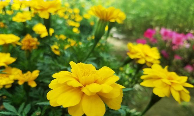 孔雀草的花语是什么？孔雀草的寓意是什么？