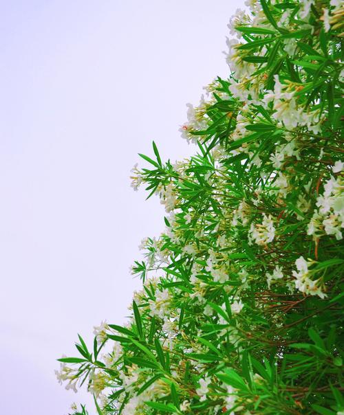 夹竹桃的花语是什么？夹竹桃的寓意是什么？