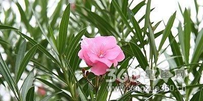 夹竹桃的花语是什么？夹竹桃的寓意是什么？