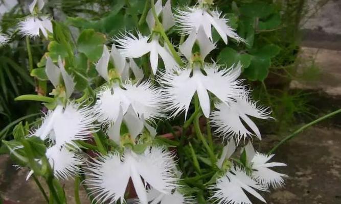 鹭草的花语是什么？鹭草的传说是什么？