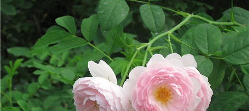 蔷薇花的花语是什么？蔷薇花的寓意是什么？