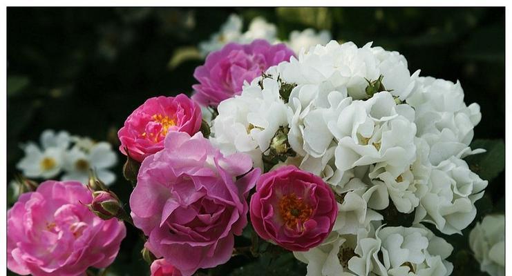 蔷薇花的花语是什么？蔷薇花的寓意是什么？