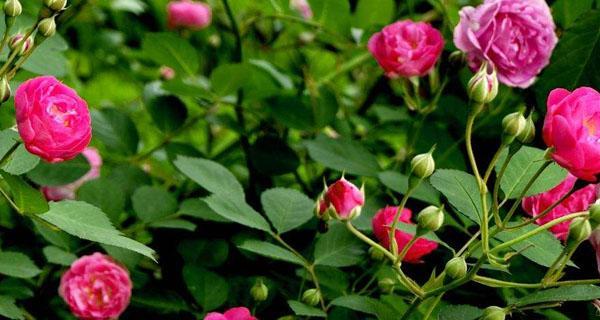 蔷薇花的花语是什么？蔷薇花的寓意是什么？