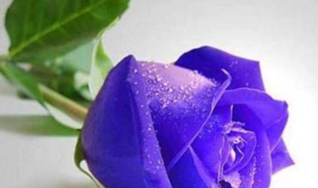 玫瑰数量代表的花语是什么？不同数量玫瑰花的寓意是什么？