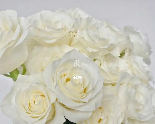 白色玫瑰花代表意思是什么？白玫瑰的象征意义是什么？