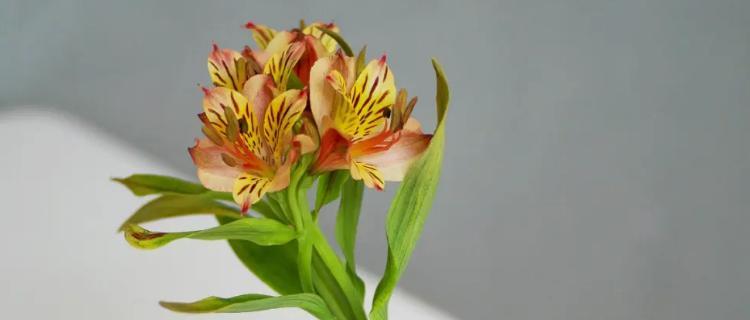 水仙百合花语是什么？水仙百合的寓意是什么？