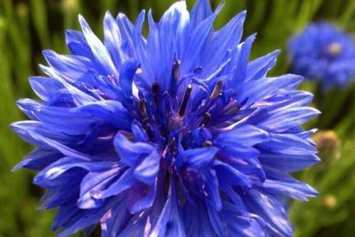 蓝色矢车菊的花语和寓意是什么？蓝色矢车菊的寓意是什么？