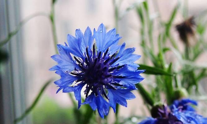蓝色矢车菊的花语和寓意是什么？蓝色矢车菊的寓意是什么？
