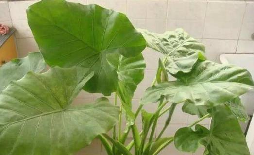 滴水观音花语象征与寓意是什么？滴水观音的寓意是什么？