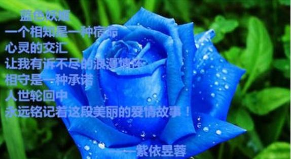 52朵蓝色妖姬花语是什么？52朵蓝色妖姬的寓意是什么？