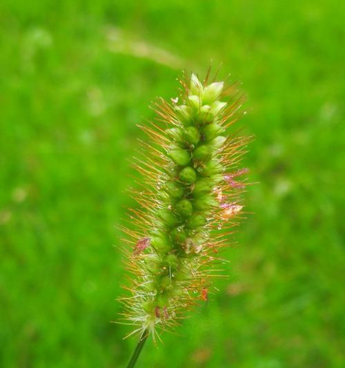 狗尾巴草的寓意是什么？狗尾巴草的象征意义是什么？