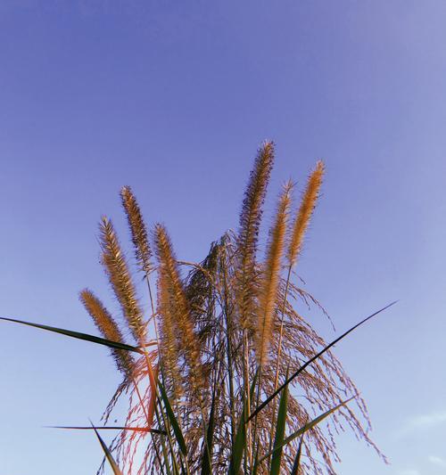 狗尾巴草的寓意是什么？狗尾巴草的象征意义是什么？