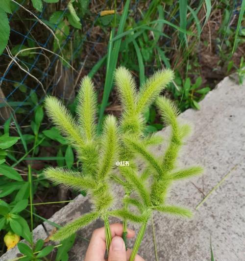 狗尾巴草的寓意是什么？狗尾巴草的象征意义是什么？