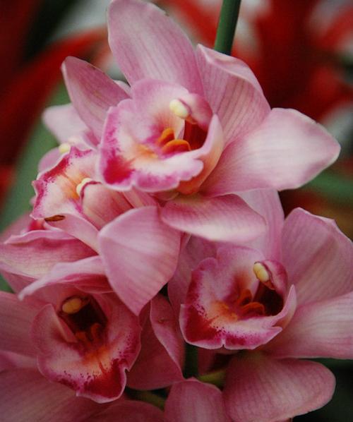 大花蕙兰的花语是什么？大花蕙兰的寓意是什么？
