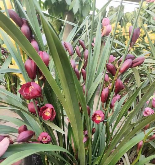 大花蕙兰的花语是什么？大花蕙兰的寓意是什么？