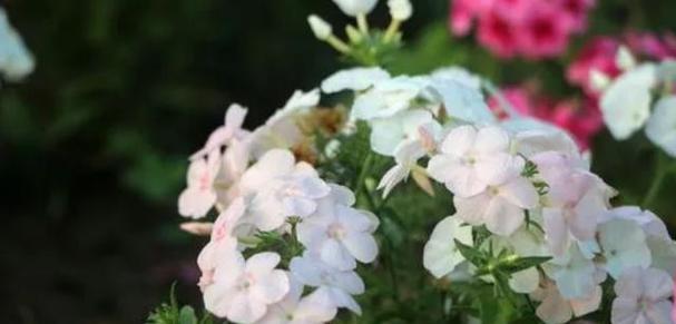 美人樱的花语是什么？美人樱的寓意是什么？