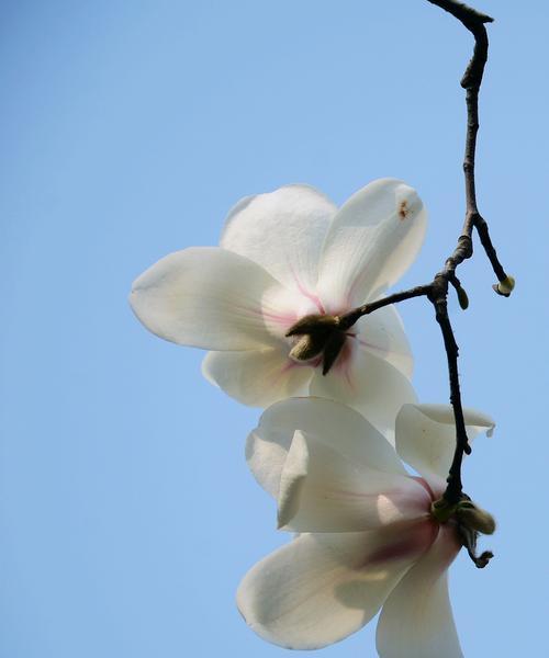 白玉兰花的花语和寓意是什么？白玉兰的寓意是什么？