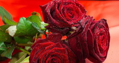 33朵玫瑰花的花语是什么？33朵玫瑰的寓意是什么？