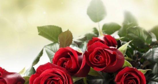 33朵玫瑰花的花语是什么？33朵玫瑰的寓意是什么？