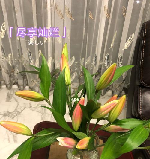 黄百合花的寓意是什么？黄百合的象征意义是什么？