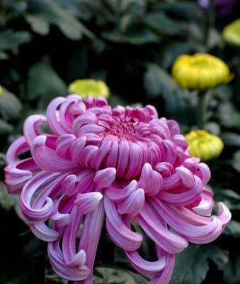 代表一生挚爱的花有哪些？适合送人的一生挚爱花有哪些？