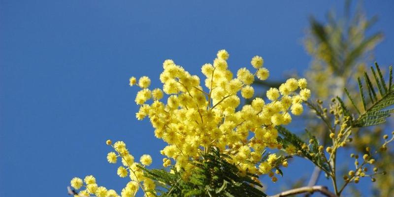 含羞草的花语和寓意是什么？含羞草的寓意是什么？