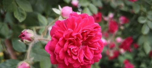 蔷薇的花语是什么？蔷薇的寓意是什么？