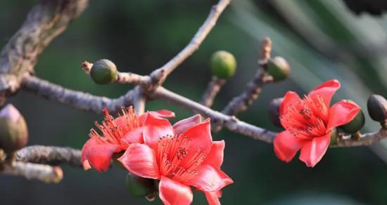 木棉花花语是什么？木棉花的寓意有哪些？