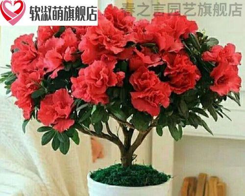 红色杜鹃花的寓意是什么？红色杜鹃花的象征意义是什么？