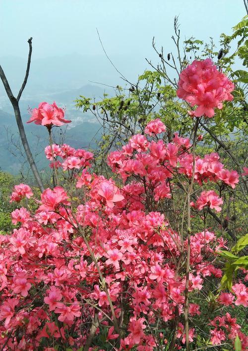 红色杜鹃花的寓意是什么？红色杜鹃花的象征意义是什么？
