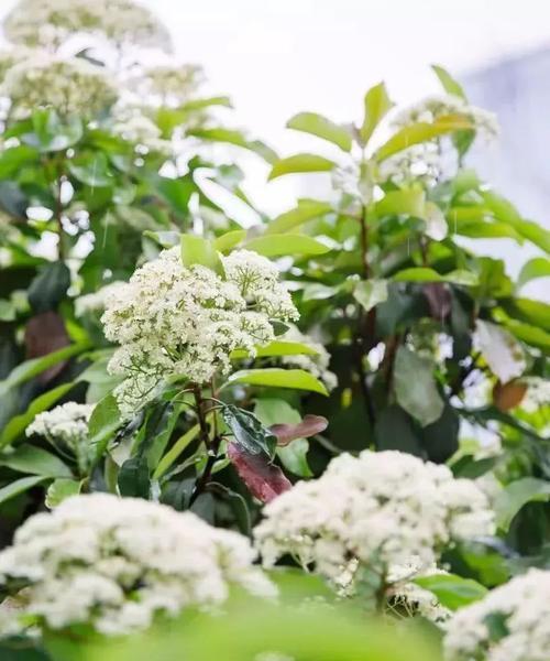 石楠花的花语是什么？石楠花介绍是什么？