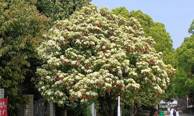 石楠花的花语是什么？石楠花介绍是什么？