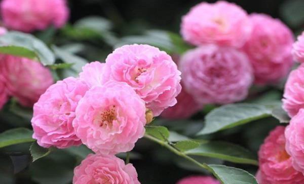 蔷薇花语象征与寓意是什么？蔷薇花的寓意是什么？