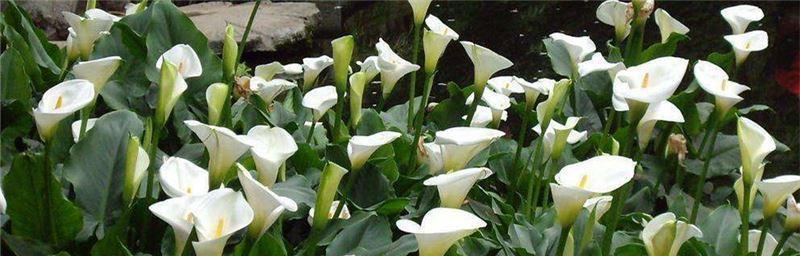白色马蹄莲花语是什么？白色马蹄莲的寓意是什么？