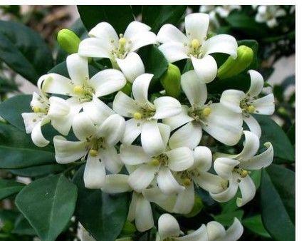 花卉分类意义及方法是什么？花卉的分类方法是什么？