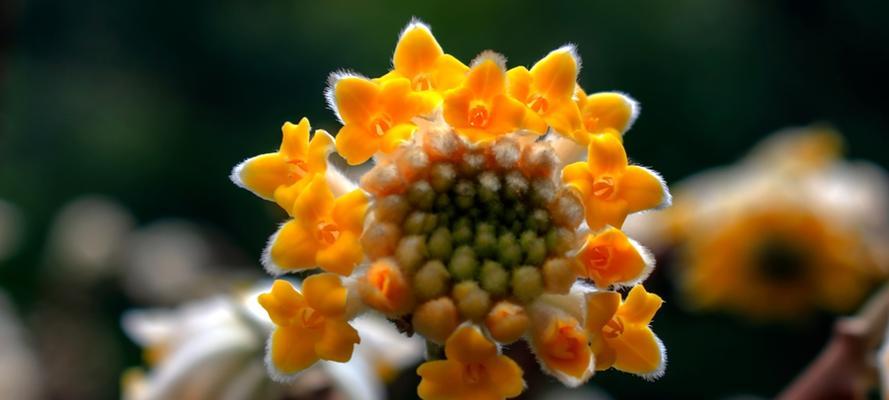 结香花的寓意是什么？结香花的象征意义是什么？