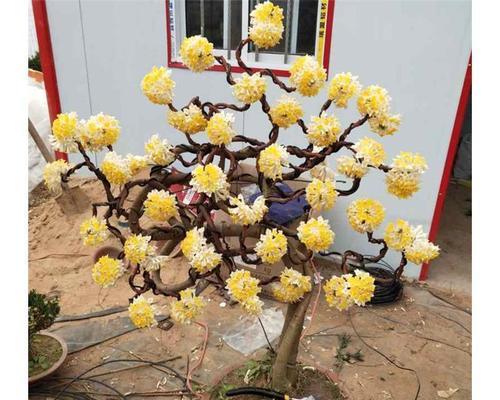结香花的寓意是什么？结香花的象征意义是什么？