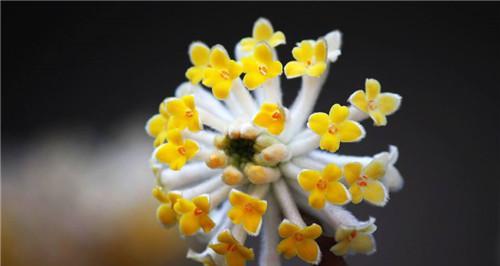 结香花的寓意是什么？结香花的象征意义是什么？