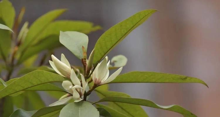 深山含笑的花语是什么？深山含笑的寓意是什么？