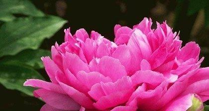 牡丹花语象征与寓意是什么？牡丹花的寓意是什么？