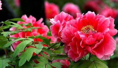 牡丹花语象征与寓意是什么？牡丹花的寓意是什么？