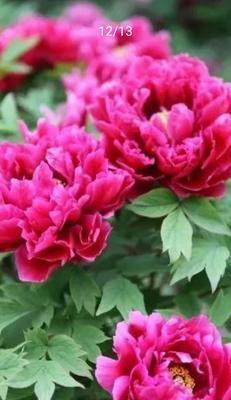 牡丹花语象征与寓意是什么？牡丹花的寓意是什么？