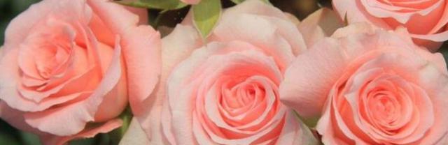 玫瑰花的花语是什么意思？玫瑰花的寓意是什么？