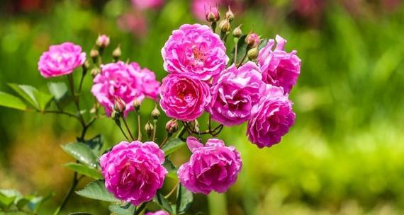 蔷薇花花语和寓意是什么？蔷薇花的寓意是什么？