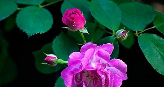 蔷薇花花语和寓意是什么？蔷薇花的寓意是什么？