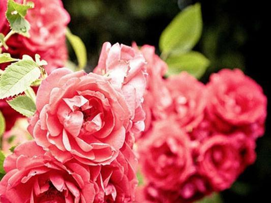 蔷薇花花语和寓意是什么？蔷薇花的寓意是什么？