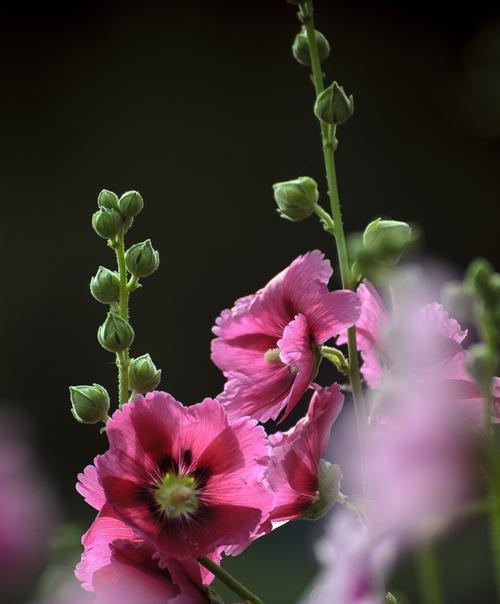 蜀葵花语是什么意思？蜀葵的寓意是什么？