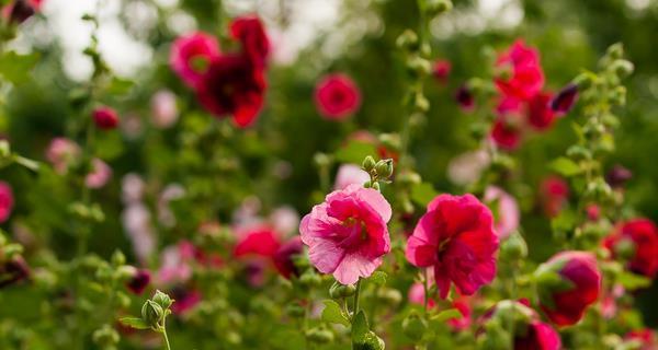 蜀葵花语是什么意思？蜀葵的寓意是什么？
