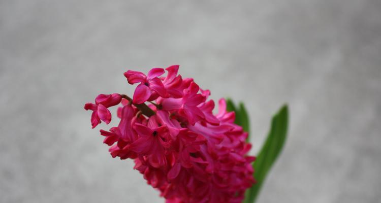 风信子的花语及其传说故事分享是什么？风信子的寓意是什么？