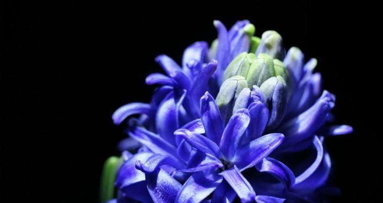 风信子的花语及其传说故事分享是什么？风信子的寓意是什么？